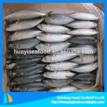 Supply Frozen Mackerel Fish With Low Price